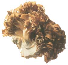 �}�C�^�P�A�܂������A����